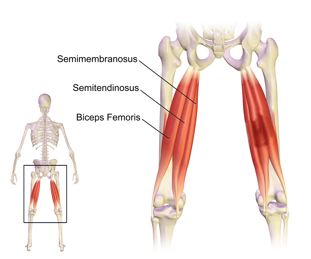 Hamstring Trigger Points