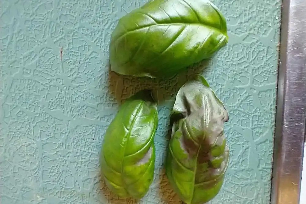 Why Are My Basil Leaves Turning Brown? Common Causes and Solutions