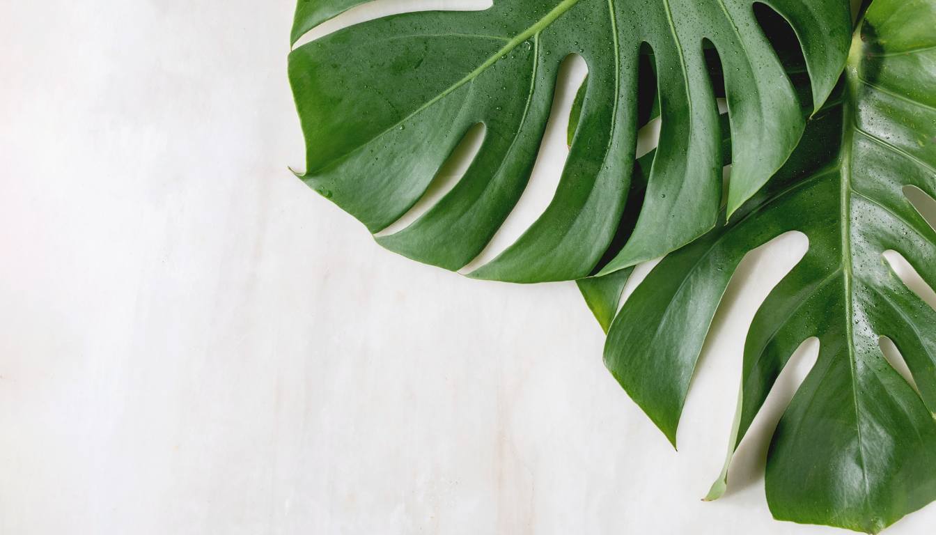 How To Get Rid Of Rust Fungus On Monstera 15 Tips and Tricks