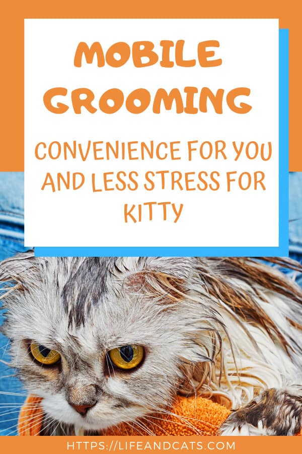 Benefits of Mobile Grooming for You and Your Kitty Life & Cats