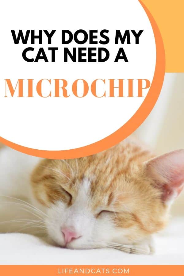 Does My Cat Need a Microchip? Life & Cats