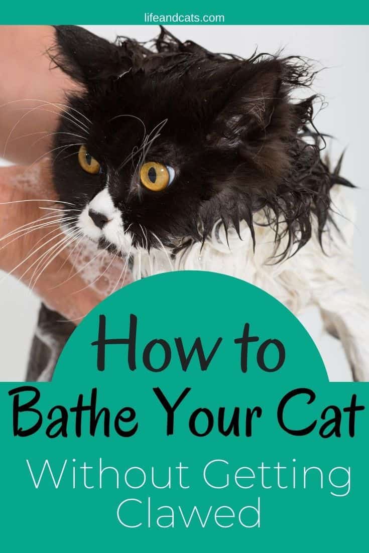 How to Bathe Your Cat Without Getting Scratched to Bits Life & Cats