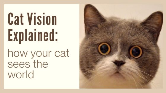 Through a Cat's Eye How Cats See the World Life & Cats