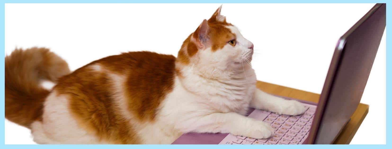 Virtual Cat Shows Enter Today