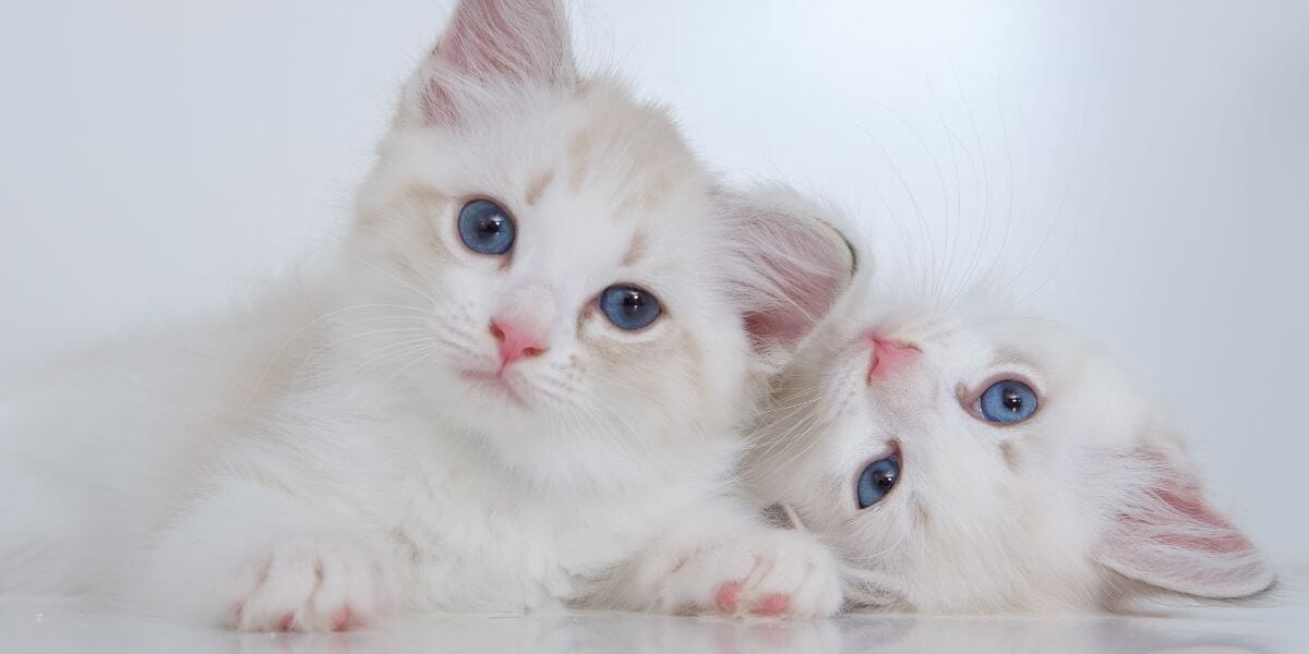 What Age Is Best The Case For Early Spay And Neuter