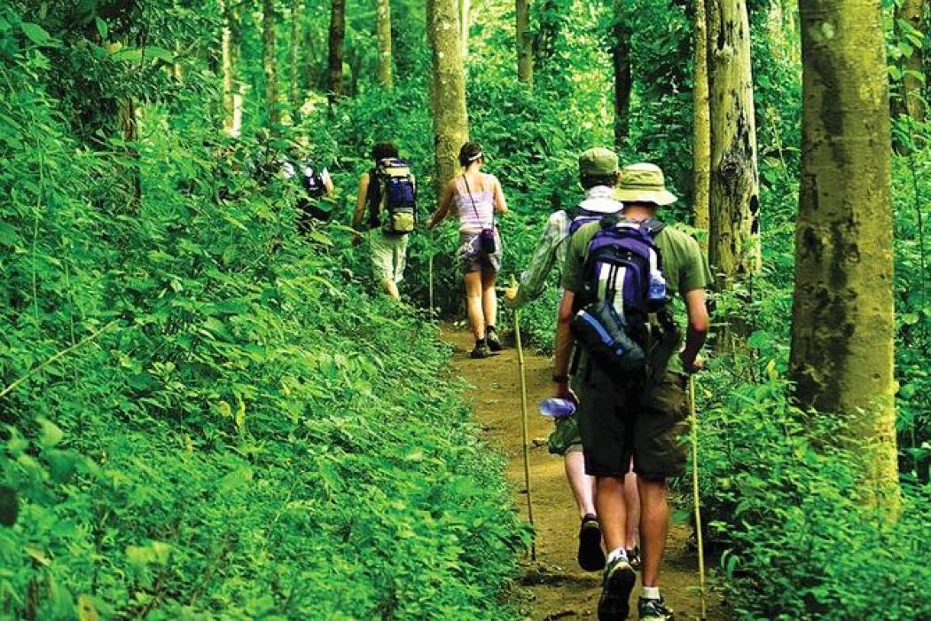 5 Beautiful Jungle Trekking Destinations In India Waiting For You