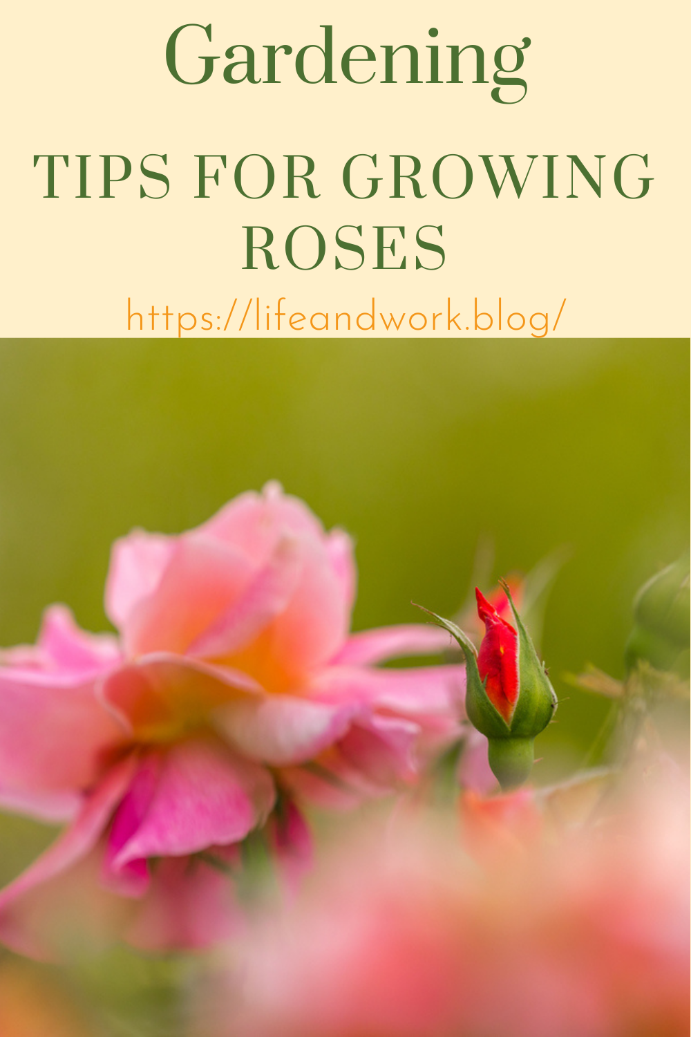 Gardening Tips For Growing Roses