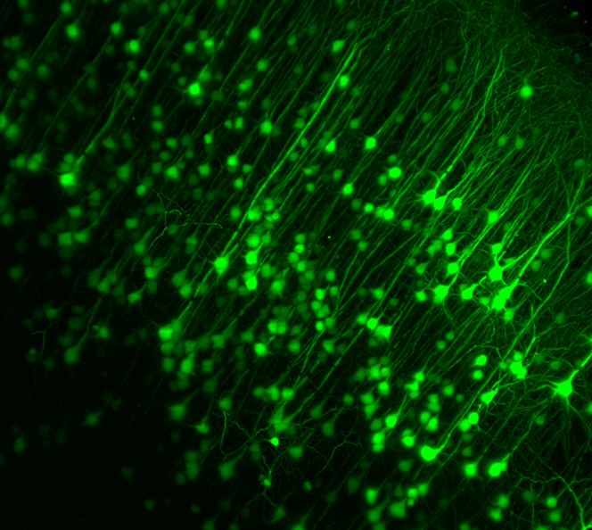 Products LifeCanvas Technologies