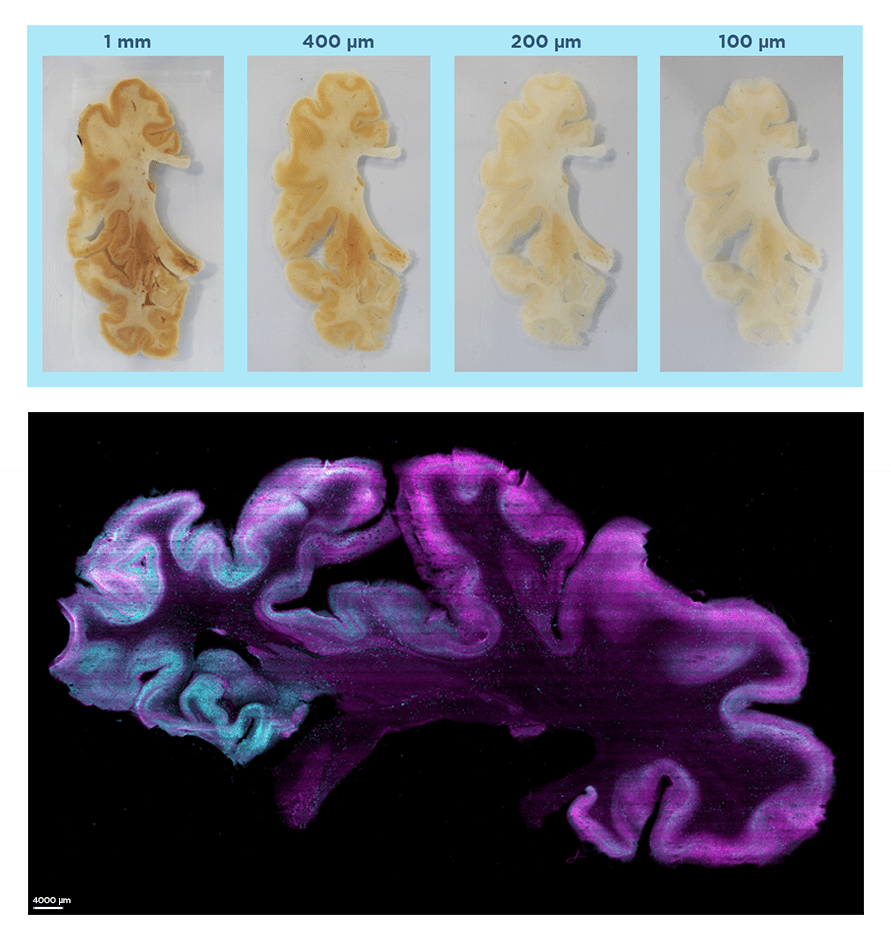 Our Technology LifeCanvas Technologies