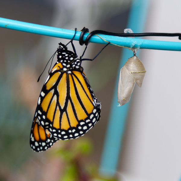 a monarch butterfly hanging upside down to dry its wings.