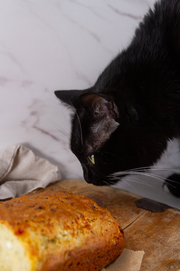 a black cat looking at a loaf of dill bread.