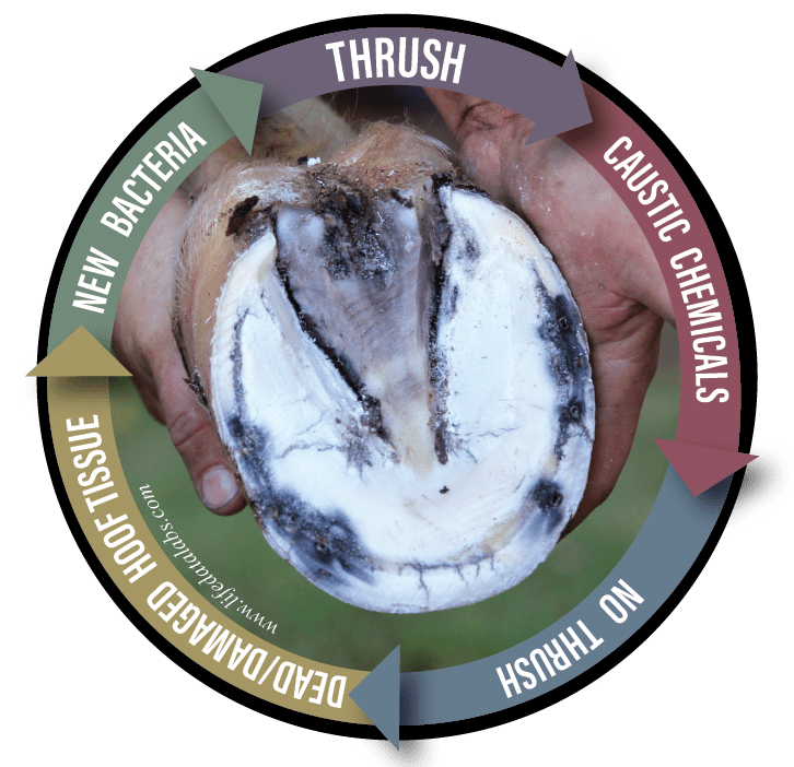A THRUSHY Hoof Isn’t a HEALTHY Hoof. Life Data® Blog