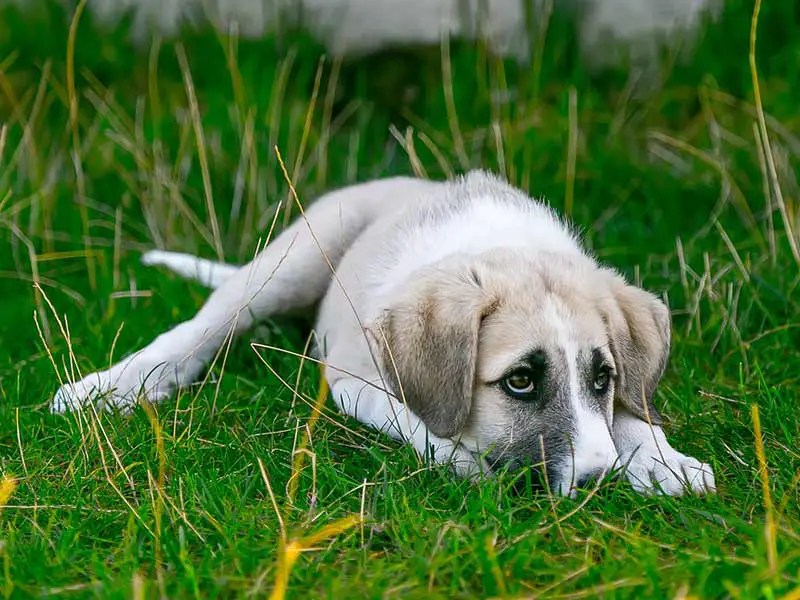 Why do Dogs Tuck their Tails? Top Reasons Life Falcon