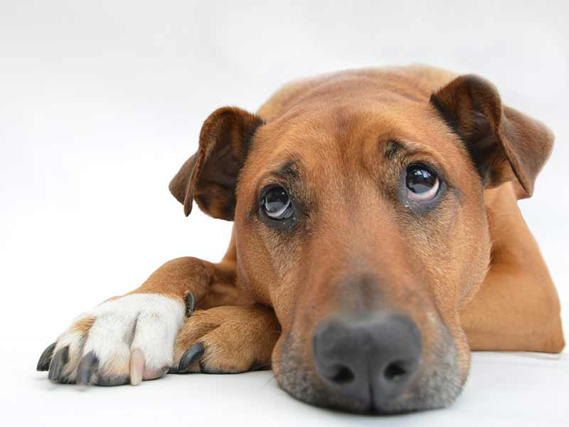 Best Scat Mats For Your Pets Life Falcon