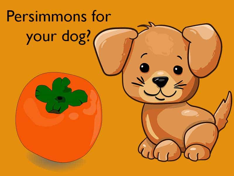 Can Dogs Eat Persimmons? In Depth Analysis LF