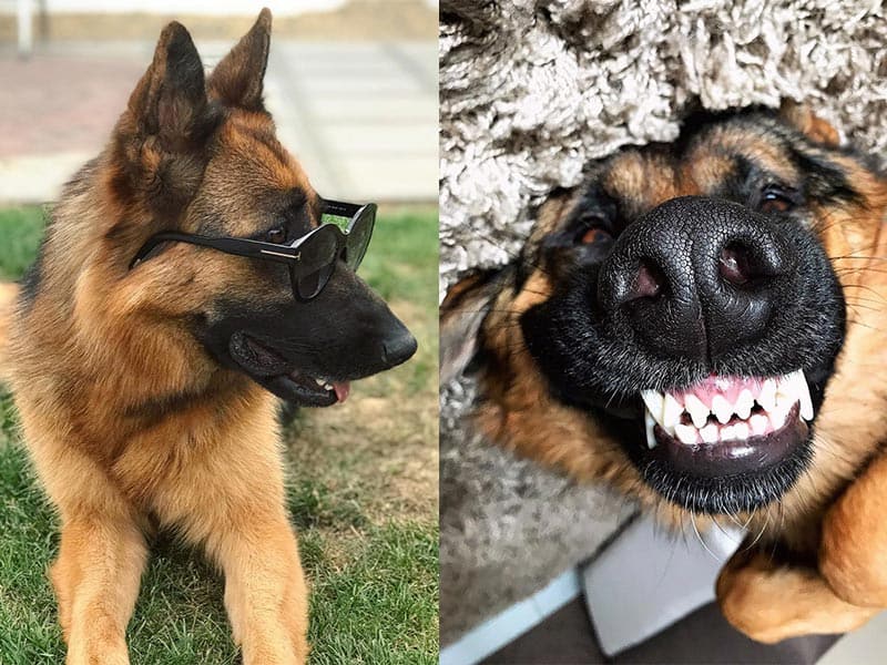 How To Teach Your Dog To Smile? Life Falcon