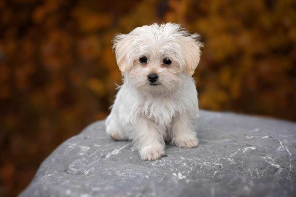 9 Best Small Dogs for Families with Kids
