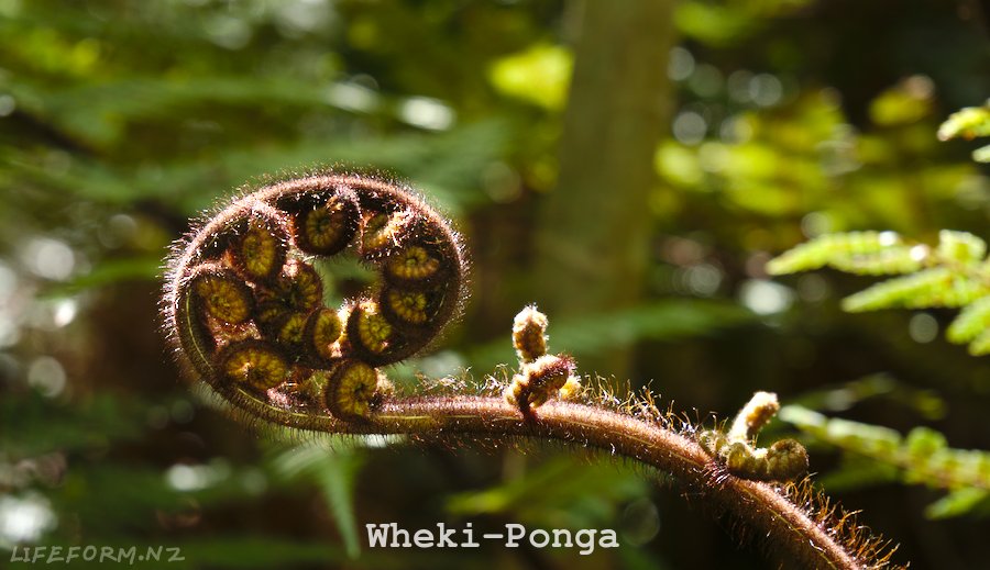WhekiPonga Tree Fern Koru Lifeform