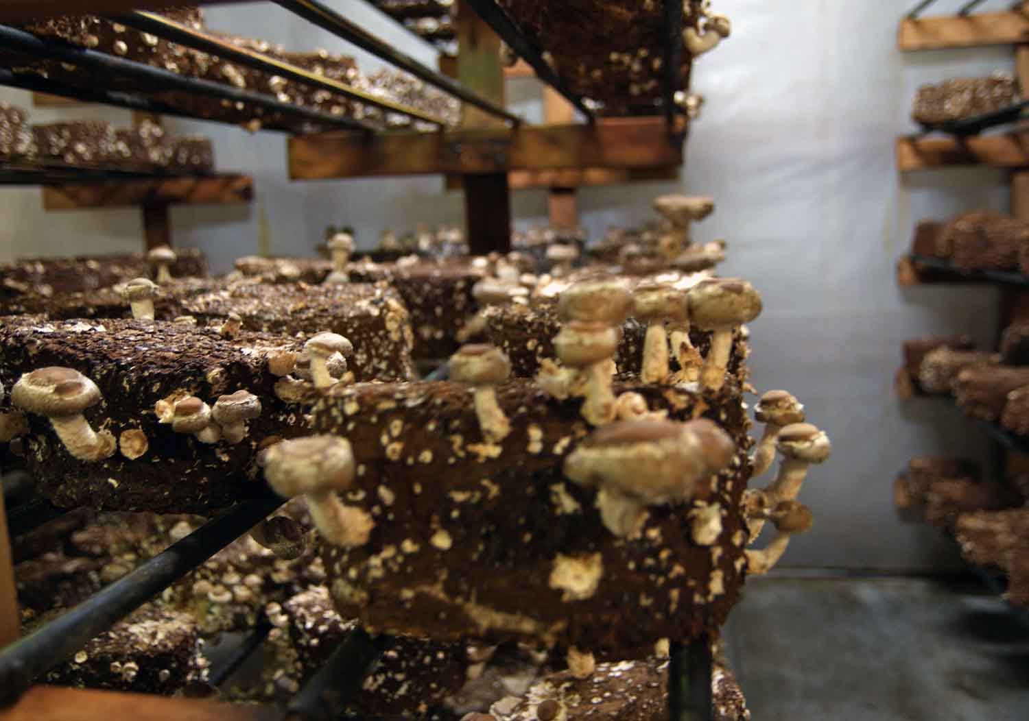 Plated Landscape Killbuck Valley