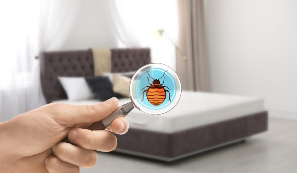 Can You Get Bed Bugs On An Air Mattress? LifeHackLane
