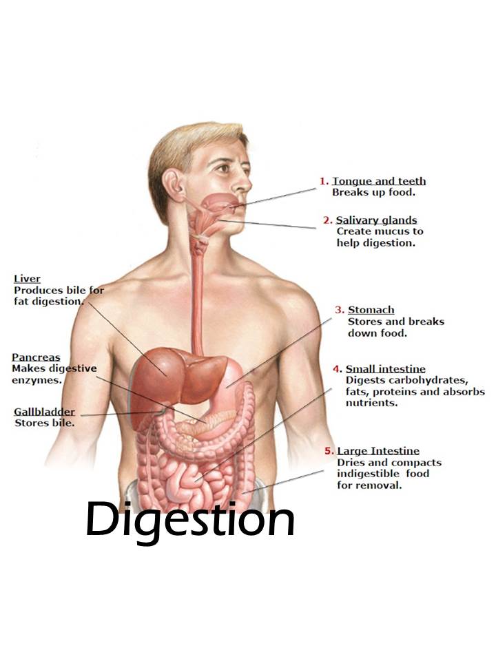 Digestive Enzymes...Has your stomach taken your health hostage
