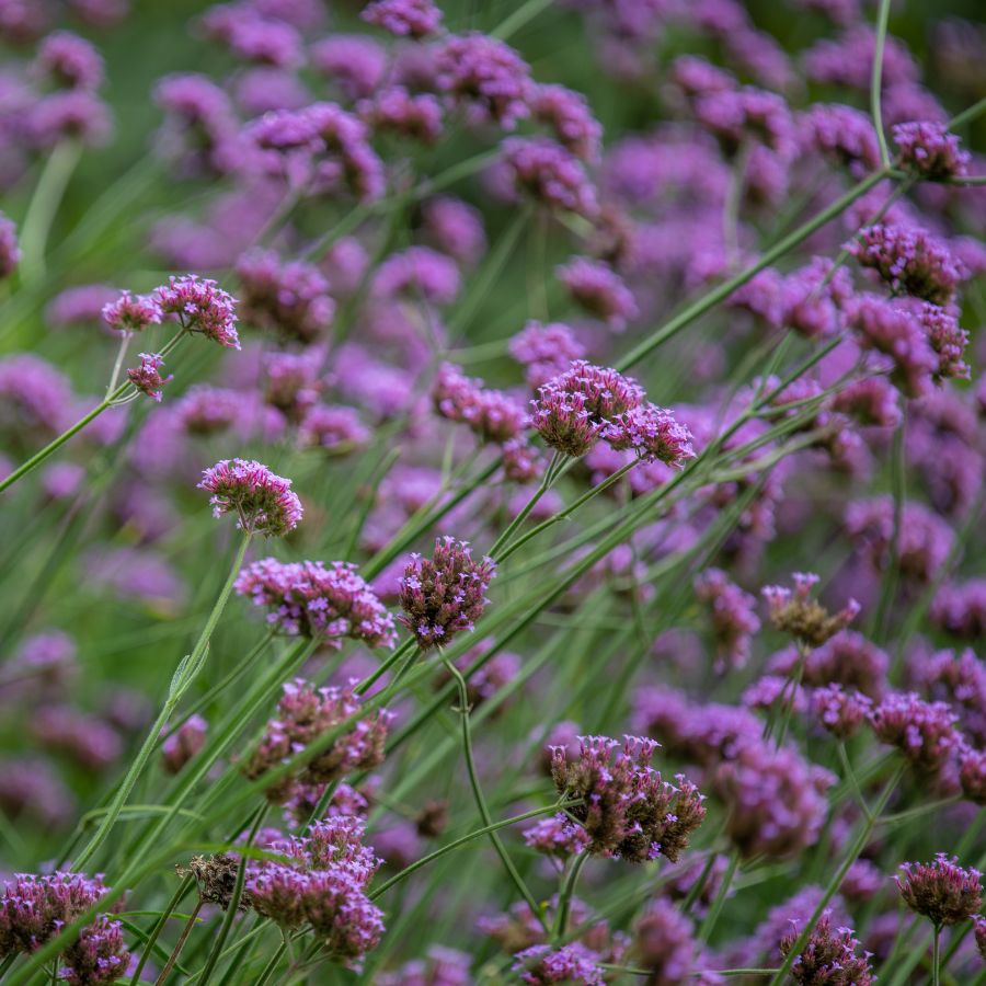 17 Riveting Annual vs Perennial Flowers & Plant Characteristics Life