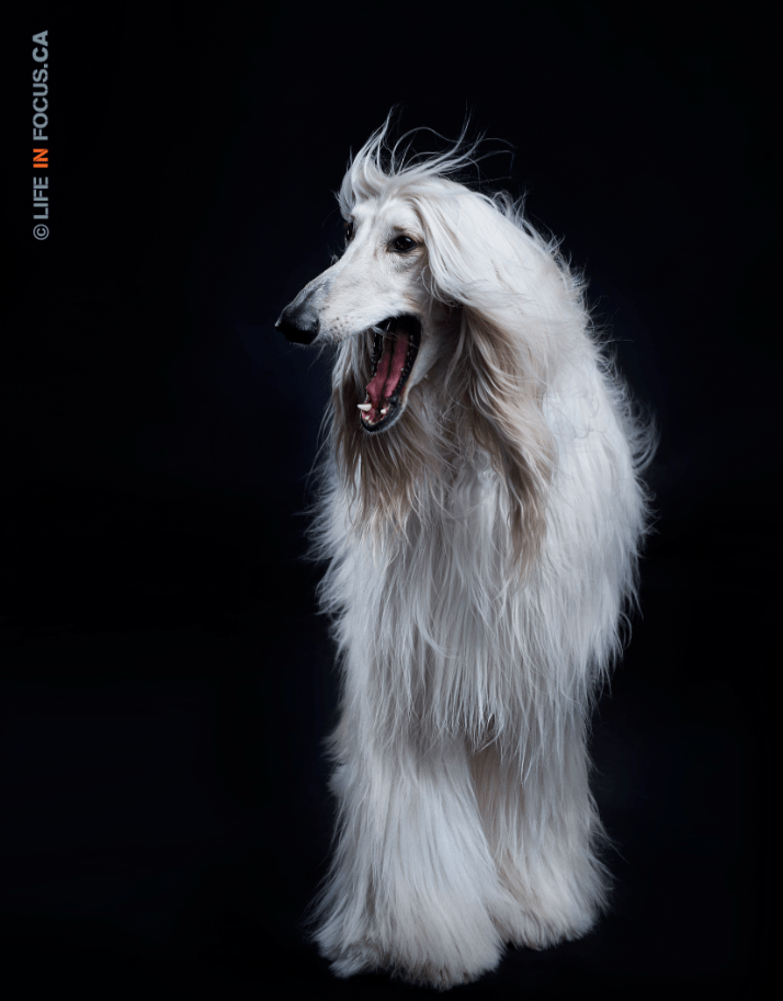  Montreal dog photographer lifeinfocus.ca