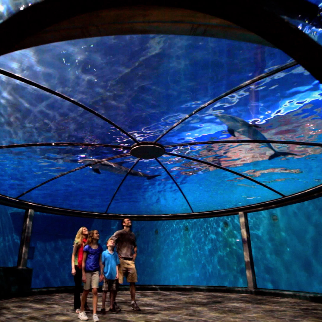 The Indianapolis Zoo is a wildlife habitat in your own backyard. Life