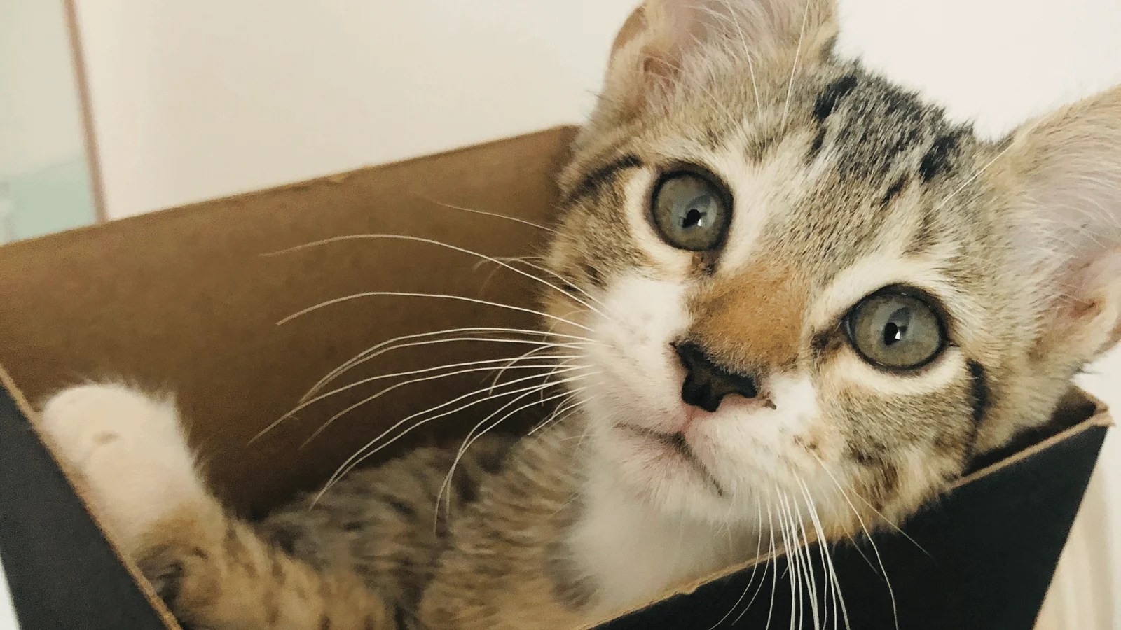 Cat Lover's Guide for Mérida Mexico Life in Merida
