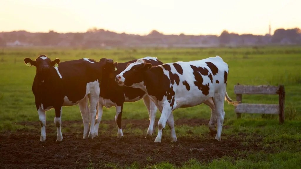 Lightning Strike Kills 32 Dairy Cows on Missouri Farm, Farmer Faces Over ,000 Loss