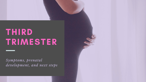 Third Trimester Know what to expect Lifeline Pregnancy Help Clinic