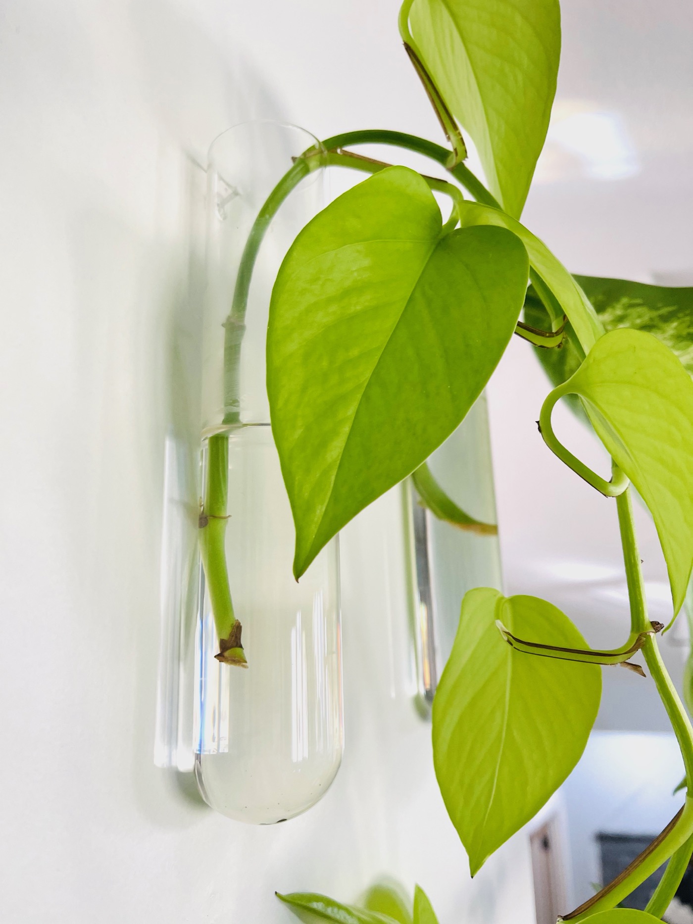 How to Create a Plant Propagation Wall Life Love Larson