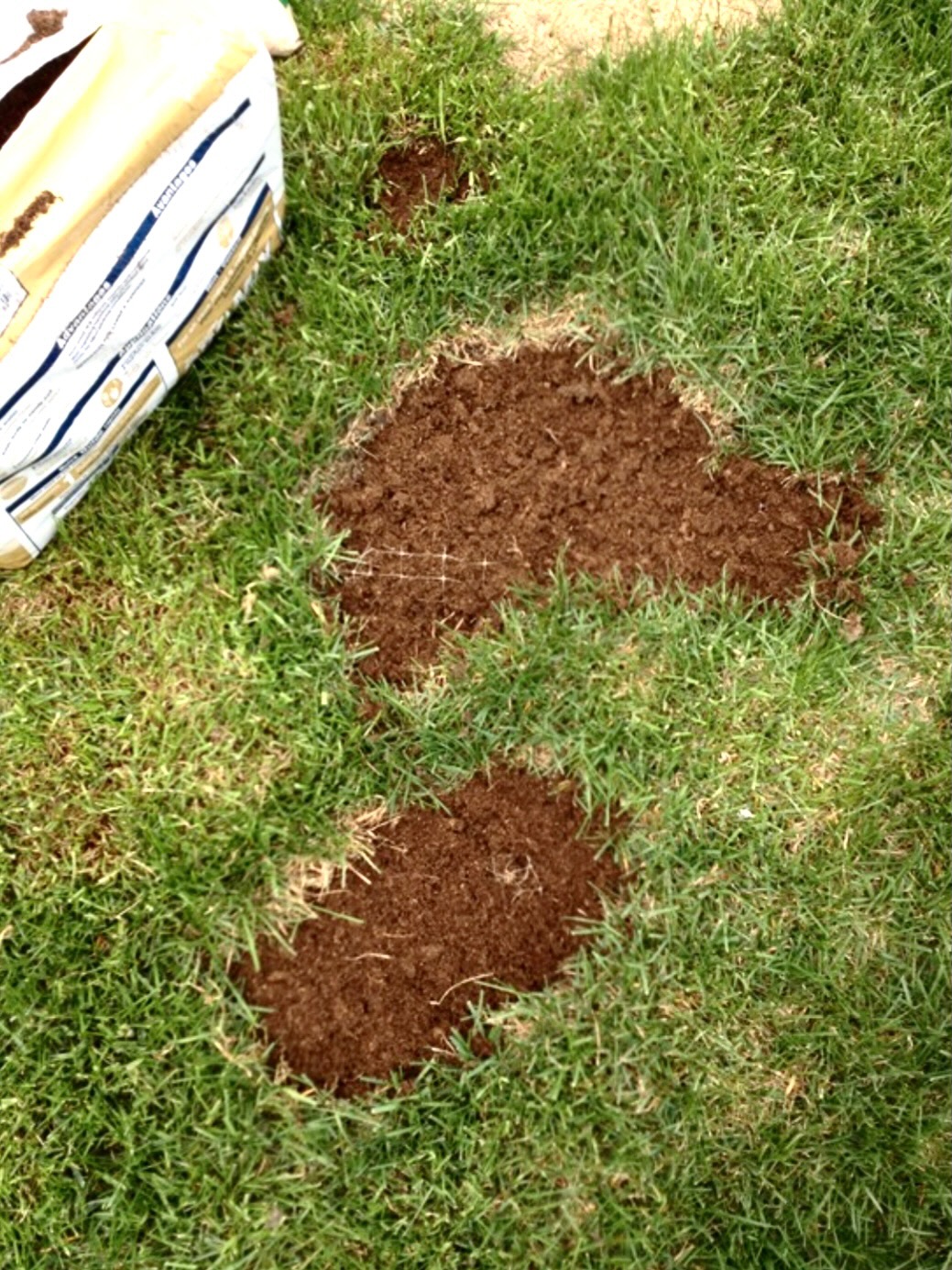 How to Repair Dog Pee Spots in Your Yard Life Love Larson