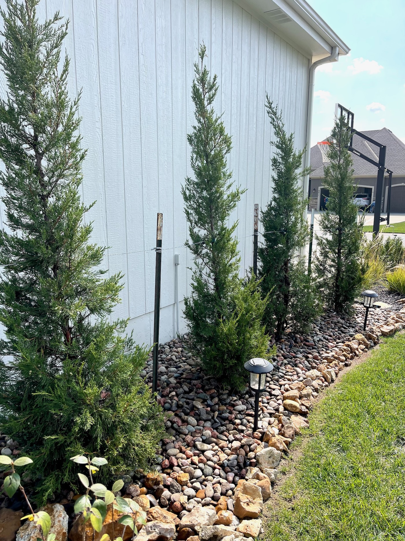 Adding Juniper Trees to the Side of House and How to Bury a Sump Pump