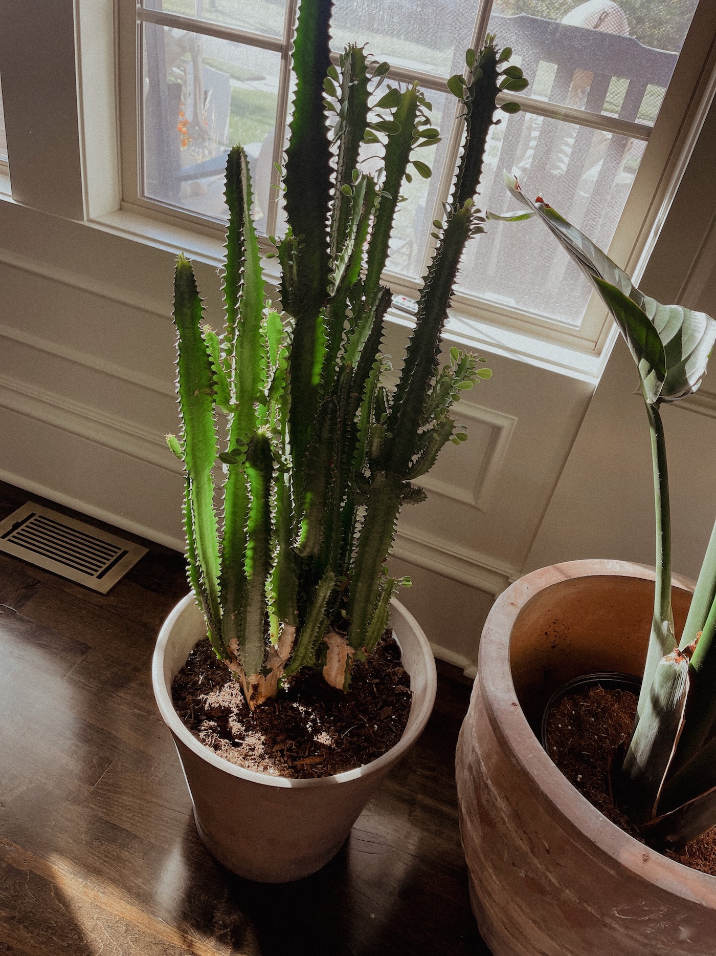 How to Transition Indoor Plants Back Inside Life Love Larson
