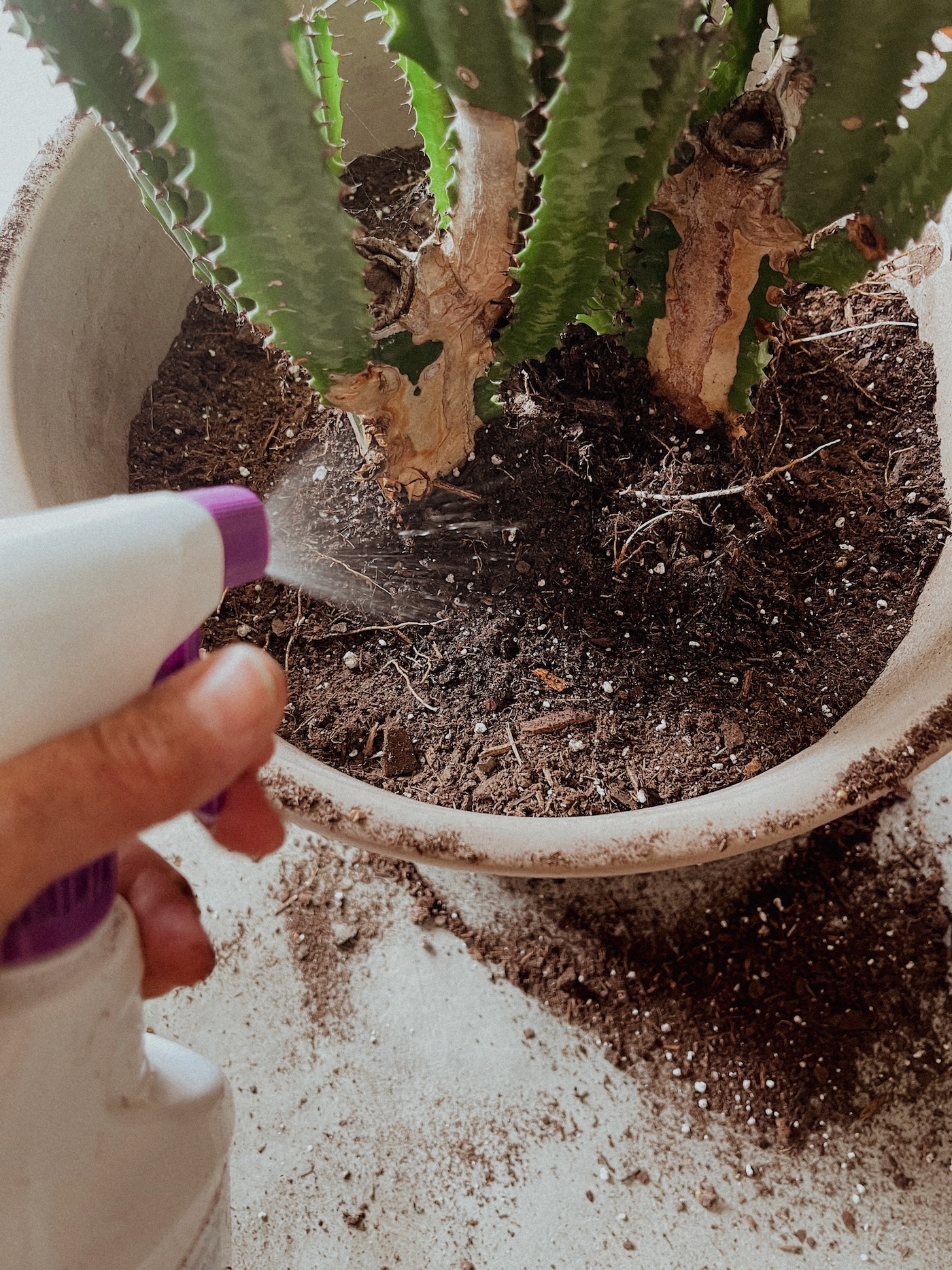 How to Transition Indoor Plants Back Inside Life Love Larson