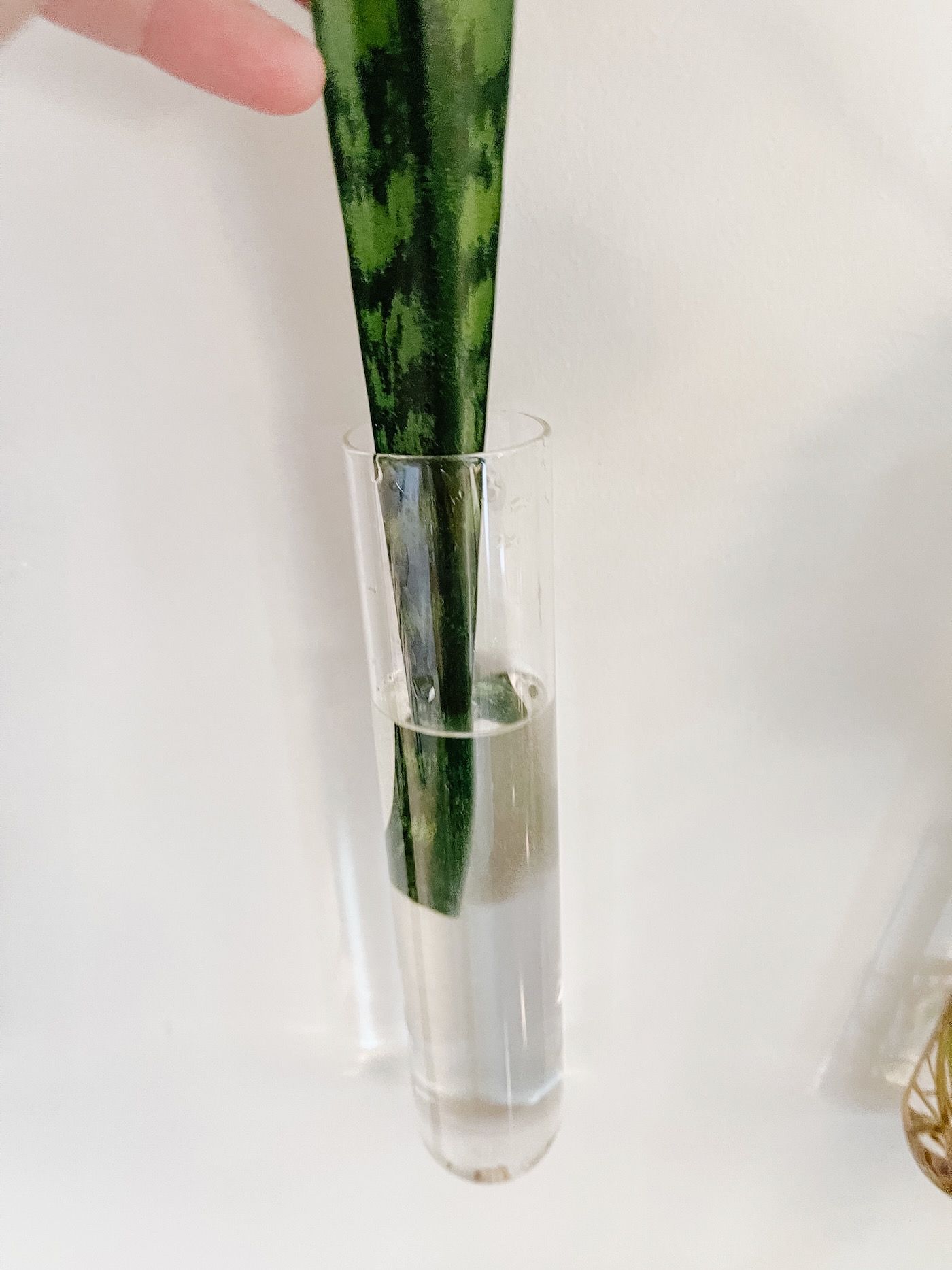 How to Propagate a Snake Plant Life Love Larson