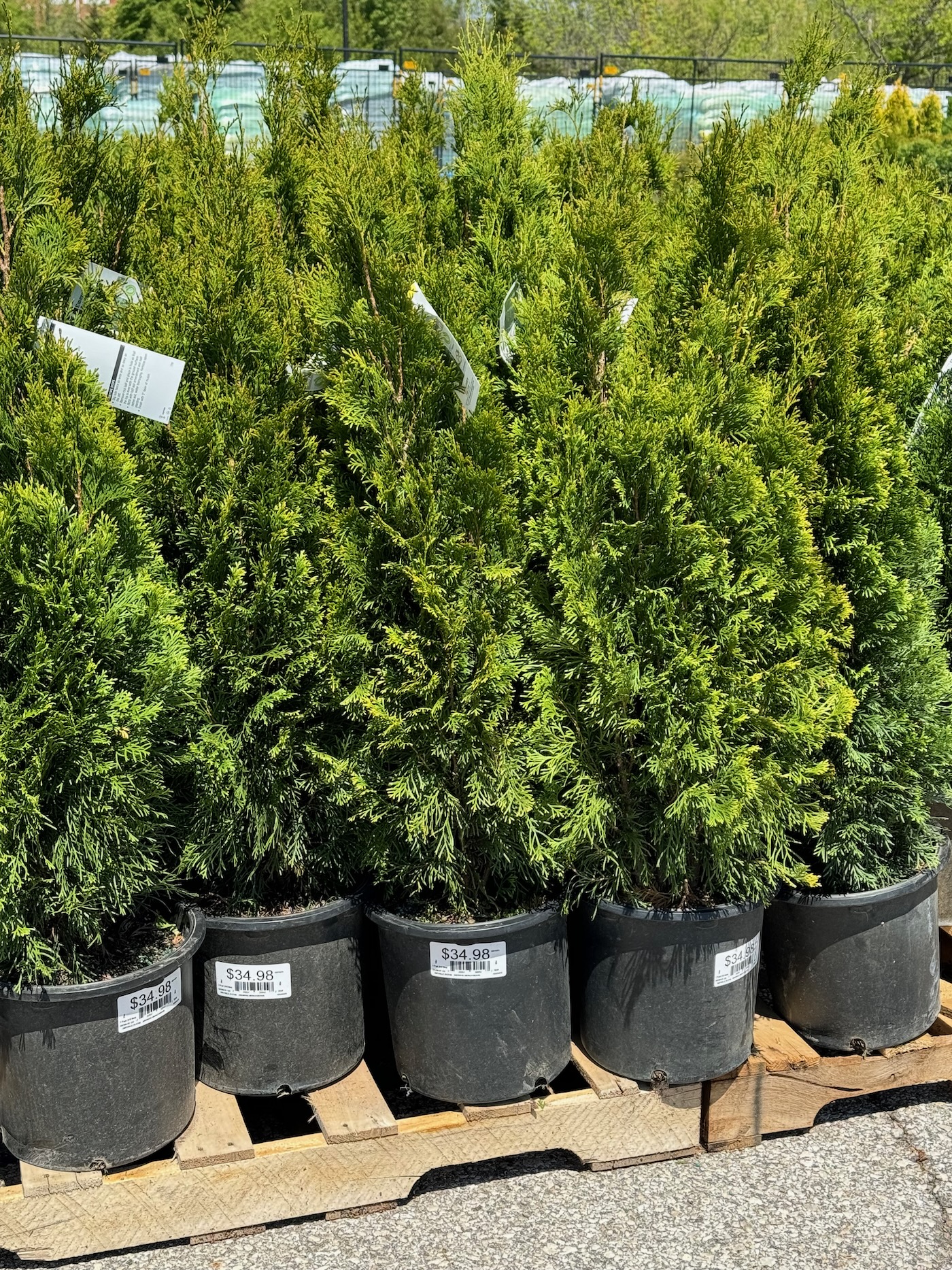 How to Plant Emerald Green Arborvitae Shrubs in Pots Life Love Larson