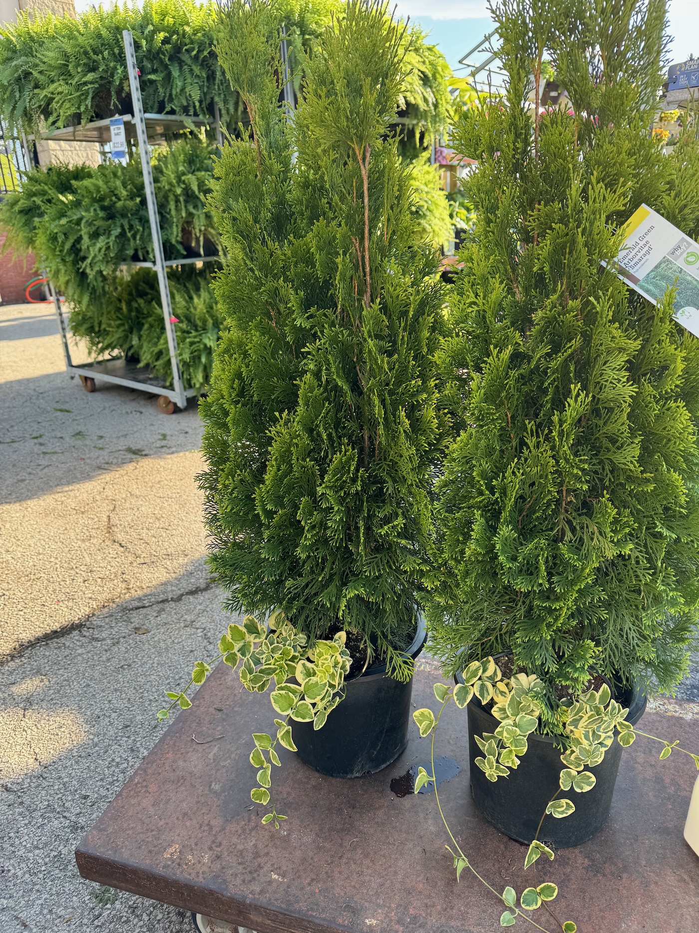 How to Plant Emerald Green Arborvitae Shrubs in Pots Life Love Larson