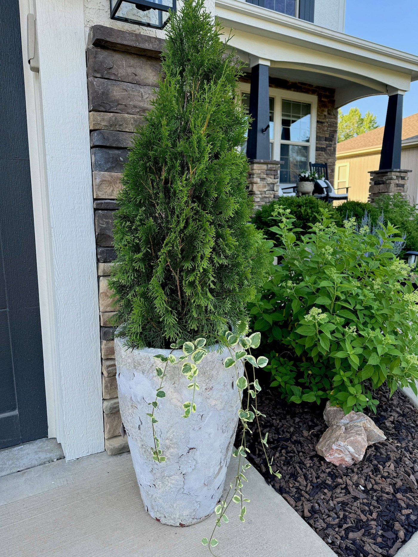 How to Plant Emerald Green Arborvitae Shrubs in Pots Life Love Larson
