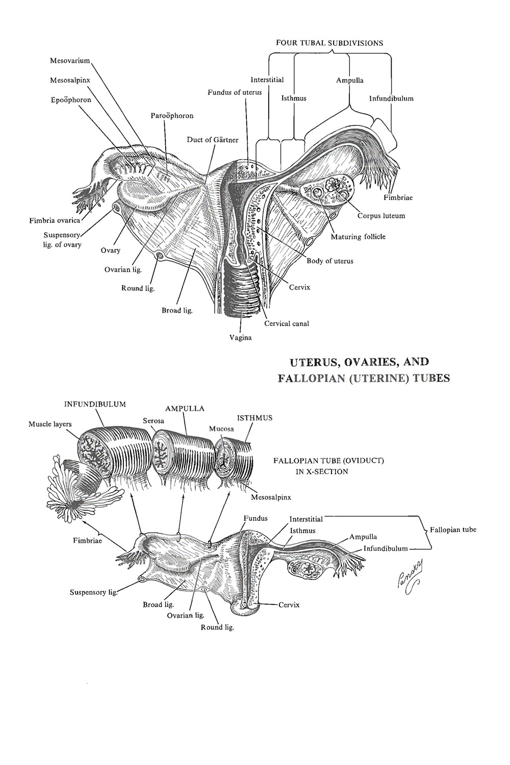 Chapter 7. The Adult Uterine Tubes (oviduct, Fallopian Tube, or Salpinx
