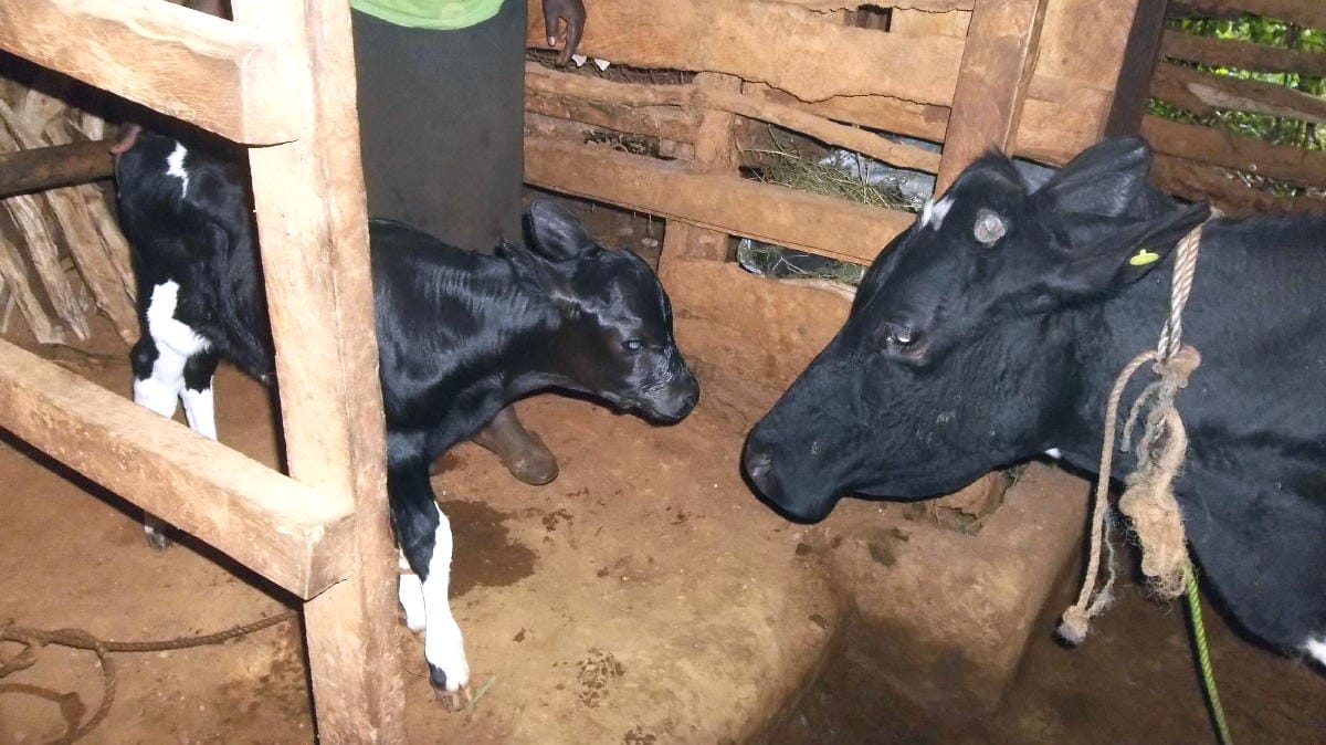 Update on Cattle and Goat Projects in Kenya International