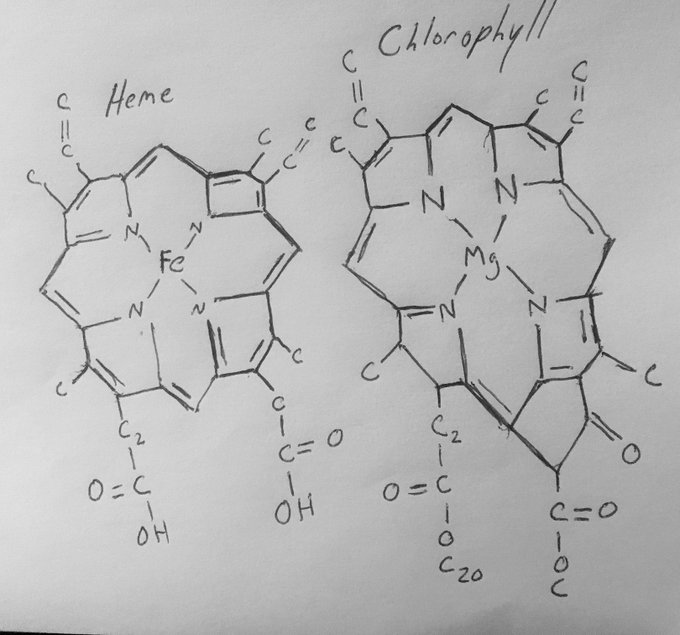 Chlorella For Hangovers Life Not Labs