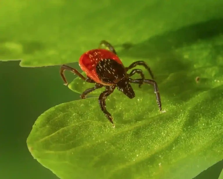 Can Ticks Jump? Life Not Labs