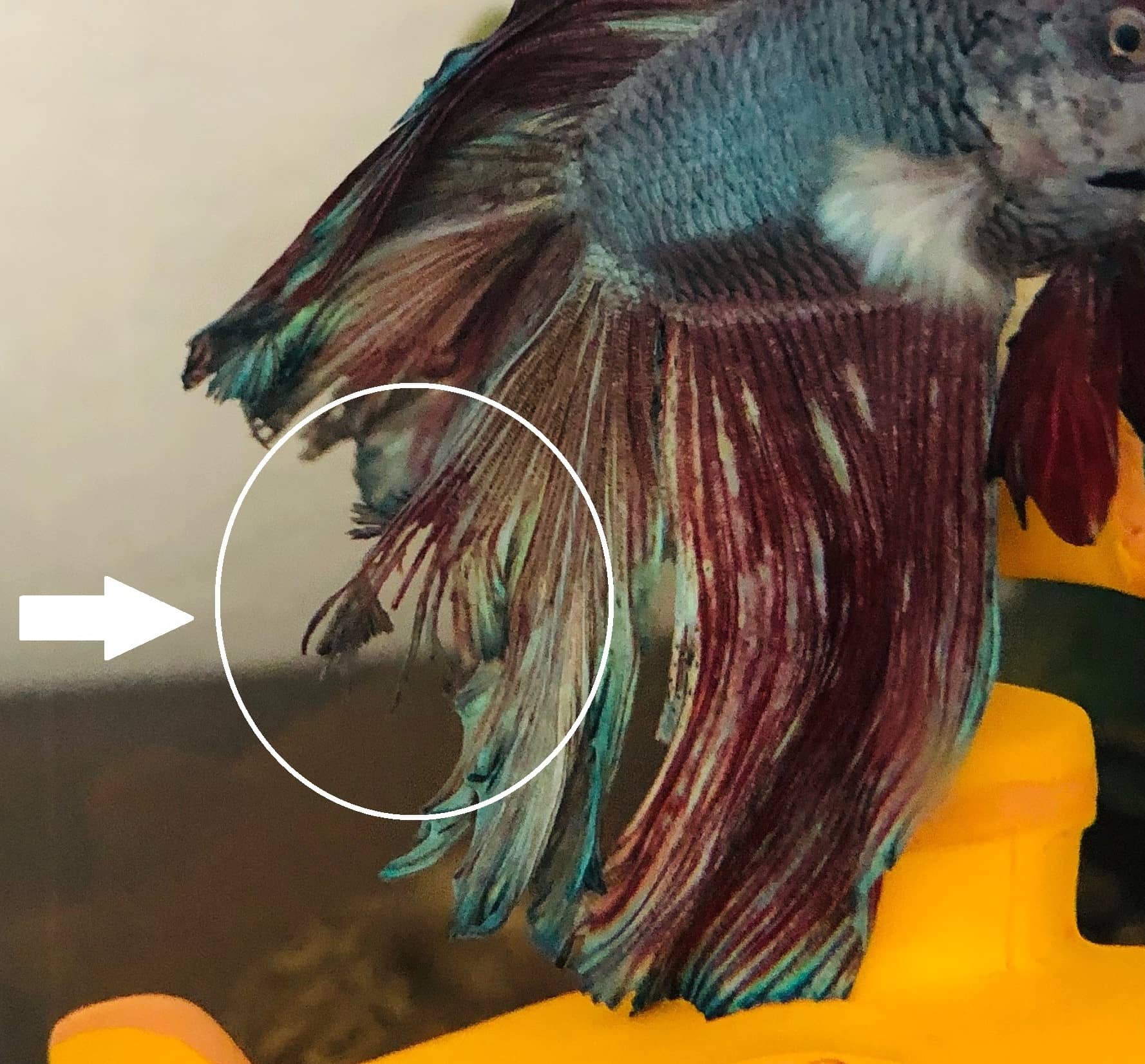Betta Fin Rot vs Fin Loss vs fin melt comparison