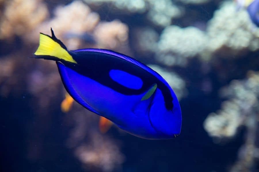 Blue Tang Fish (Paracanthurus Hepatus) Care Guide with pictures