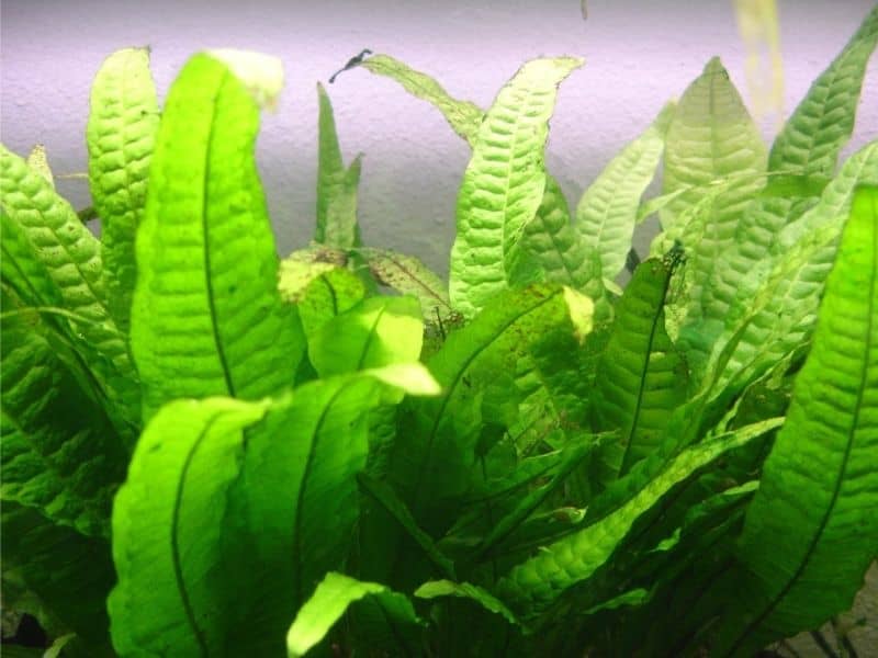 21 Extra Tall Aquarium Plants For Your Aquarium Full Guide