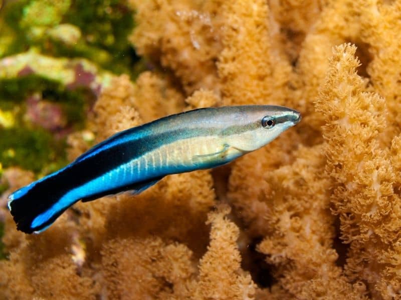 Cleaner Wrasse Definitive Care Guide Reef Safe Aquarium Fish