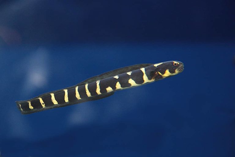 Sand Sifting Goby Care Guide Exotic Pets Everything To Know