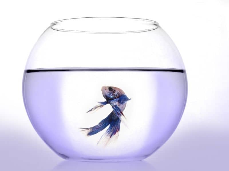 How to Comfort a Dying Betta Fish? Everything You Need To Know